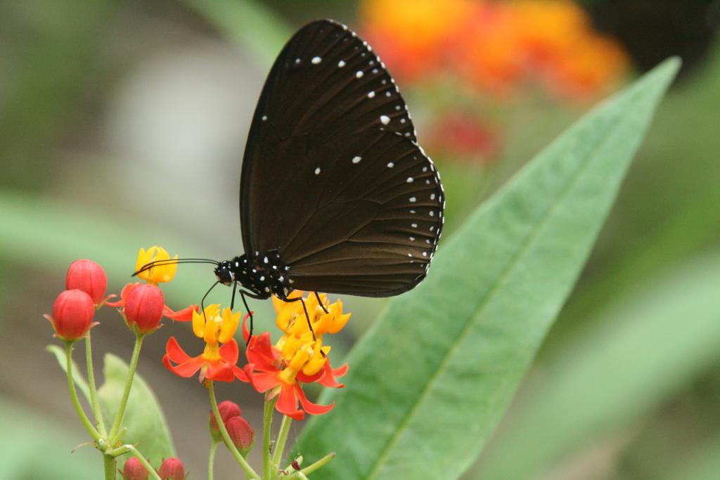 Butterfly B&B 만저우 외부 사진